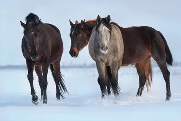 Horses run in snow field