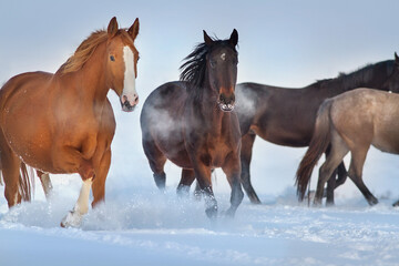 Horses run in snow field