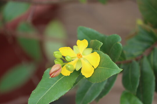 Ochna serrulata, commonly known as the small-leaved plane, carnival ochna, bird's eye bush, Mickey mouse plant or Mickey Mouse, is an ornamental garden plant in the family Ochnaceae.
