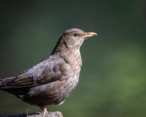 Small blackbird perched on a large, smooth gray rock