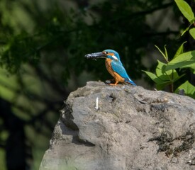 Small kingfisher bird perched on a rocky ledge, surveying the area for food