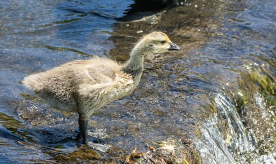 Brown-feathered Canadian goose in the shallow, clear water of River Cynon