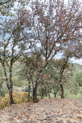 Fototapeta premium Vertical photography of Mediterranean forest with cloudy weather. Decorative canvas