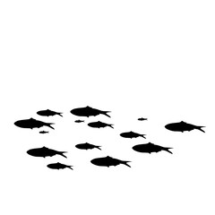 Silhouette of group of sea fishes