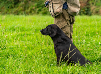 Working gun dog training and puppies