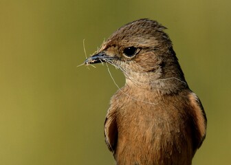 Pied Bushchat (Saxicola caprata) Female. 

A common but beautiful looking bird found in Pakistan and many other countries.

