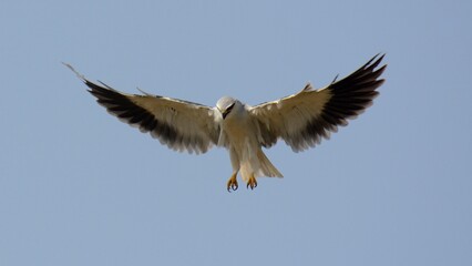 A hovering Black-winged Kite (Elanus caeruleus).

A common but magnificent looking bird of prey found in Pakistan and other countries.