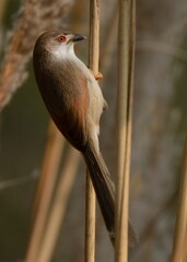 Yellow-eyed Babbler (Chrysomma sinense).

A somewhat uncommon bird in Pakistan. Usually seen near Wetlands of the Indus River.