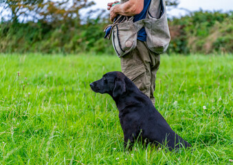 Working gun dog training and puppies