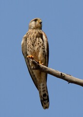 Common Kestrel or Eurasian Kestrel (Falco tinnunculus)

A common raptor species in Winter in Pakistan and other countries. 

It can hover in the air for a long time, with its head perfectly still.