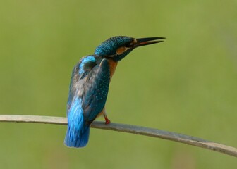 Common or Eurasian Kingfisher (Alcedo atthis)