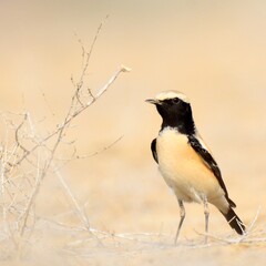 A curious Desert Wheatear (Oenanthe deserti)

A beautiful Winter visitor to the dry plains of Pakistan. 