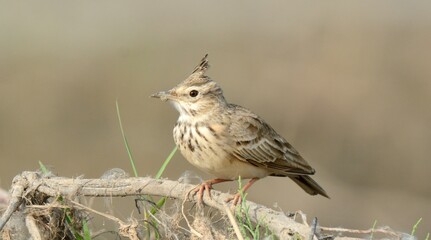 Crested Lark (Galerida cristata) perched upon a branch. 

A cute little bird found in Pakistan and other countries.