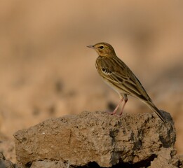 Tree Pipit (Anthus trivialis) perched on the ground.
