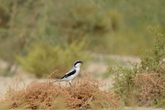 Great Grey Shrike (Lanius excubitor) in the Semi Desert habitat of Pakistan.

A magnificent looking bird which I usually see in drier regions of Pakistan. It is a good mimic too.