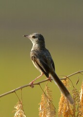 Plain Prinia (Prinia inornata).

Very common in Pakistan. But always fun to photograph.