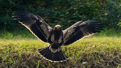 Booted Eagle (Hieraaetus pennatus / Aquila pennata).

A comparatively small Eagle. But I love how...