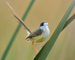 Yellow-bellied Prinia (Prinia flaviventris) perched upon a wheat head. 

A tiny little bird. Usually seen in Wetlands close to the Indus River in my country.