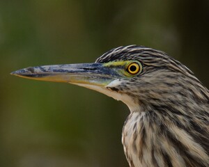 Indian Pond Heron  (Ardeola grayii) portrait shot. 