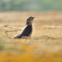 Common Hawk Cuckoo (Hierococcyx varius)

A brood parasite. Laying its eggs in other bird's nests. Usually Babblers.

It very closely resembles the hawk found in South Asia, especially Shikra.
