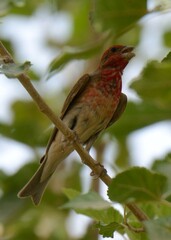 Common Rosefinch (Carpodacus erythrinus)

An uncommon migratory bird in Pakistan. I have seen it only once or twice.