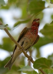 Common Rosefinch (Carpodacus erythrinus)

Common Rosefinch (Carpodacus erythrinus).

An erratic migrant through many regions of Pakistan.
