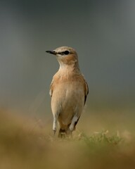 Isabelline Wheatear (Oenanthe isabellina) ground level shot.

