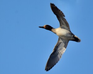 Obraz premium A male Eurasian Teal (Anas crecca) in flight.A common migrant and Winter visitor to the Wetlands of Pakistan. Hunted quite commonly in Pakistan. 