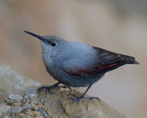 Wallcreeper (Tichodroma muraria)

A cute little bird usually seen on Cliff faces in pursuit of...