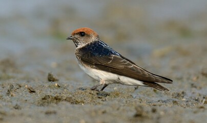Streak-throated Swallow (Petrochelidon fluvicola) collecting mud for Nest.

They pick mud in their...