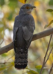 Common Hawk Cuckoo (Hierococcyx varius) 

A brood parasite. Laying its eggs in other bird's nests. Usually Babblers. It very closely resembles the hawk found in South Asia, especially Shikra