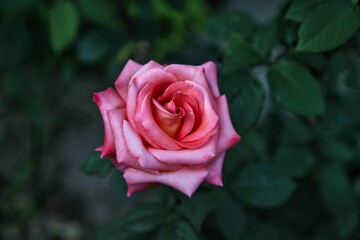 a pink rose is blooming by itself outside in the sun