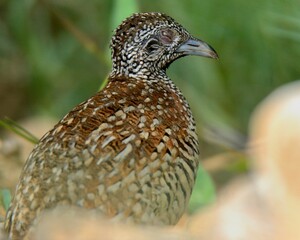 Barred Buttonquail (Turnix suscitator)

A cute little bird. There was something wrong with its eyes. This bird might have been blind, it quickly disappeared in the bushes. 