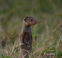 Naklejka na ściany i meble Small India Mongoose (Urva auropunctata)A common Mongoose found in Pakistan and other countries. They can be somewhat fearless of humans.
