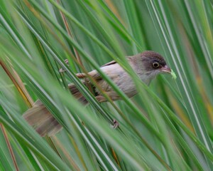 Jerdon's Babbler (Chrysomma altirostre scindicum). 

Listed as 