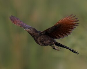 Greater Coucal (Centropus sinensis) Juvenile in flight.

A common bird of plains of Pakistan,...