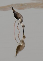 Black-winged Stilt (Himantopus himantopus) 

A Juvenile feeding in water and casting a perfect reflection.

