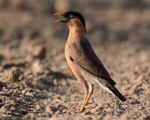 Brahminy Starling (Sturnia pagodarum)

An erratic visitor to the Plains of Pakistan.