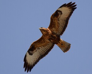 Common Buzzard (Buteo Buteo)

Soaring over a Lake near the Indus River in Pakistan.
