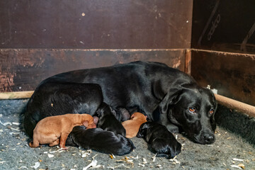 Working gun dog training and puppies