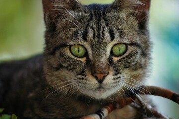 Closeup shot of an adorable tabby cat with striking green eyes