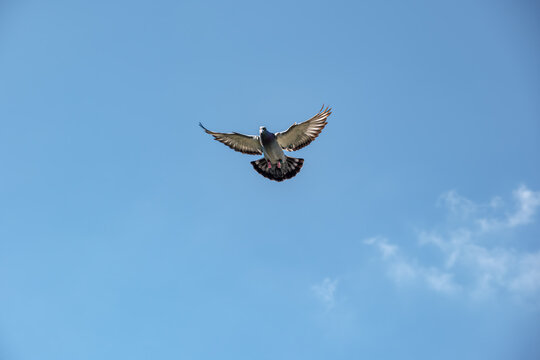 A carrier pigeon comes home and spreads its wings for landing against a blue sky as background