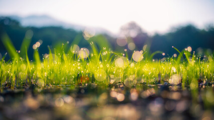 Morning light reflex with water Der droplet and small grasses with mountain in background, Pure natural environment concept.