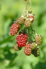 Beeren