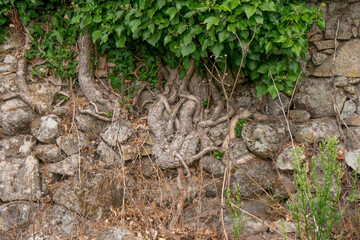 Ivy growing on old stone wall. Roots intertwined with rocks.