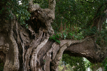 Cork oak tree in Portugal. Close up of branches and trunk.