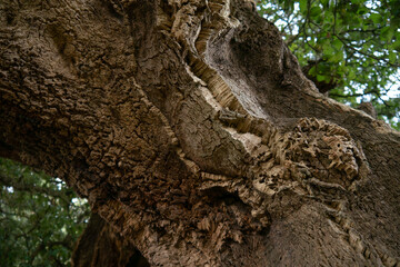 Cork oak tree. Close up of bark.