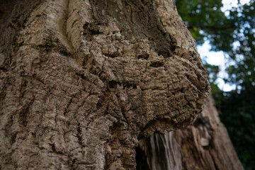 Thick bark on cork oak tree in rural Portugal.