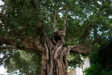 Ancient cork oak tree with thick bulbous bark in Portugal.