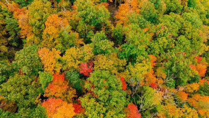 Aerial of the autumn foliage a dense forest in fall colors